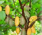 дерево какао