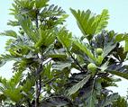 Джек-фрут (Artocarpus heterophyllus)